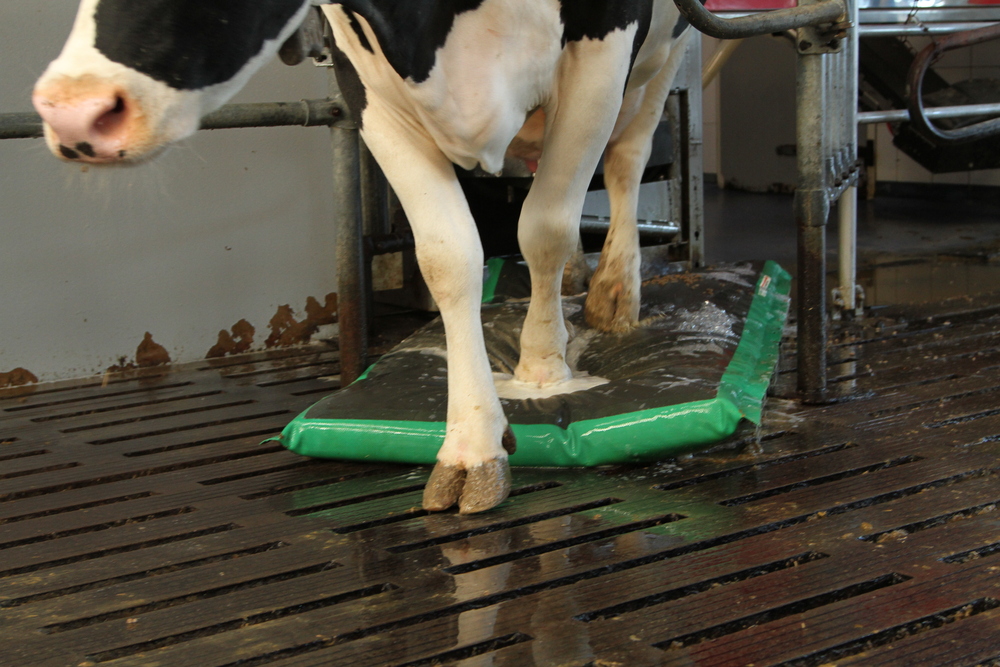 MS AutoHoofClean