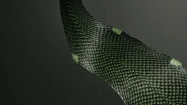 Ictyos recycle les peaux de poisson en cuir écolo