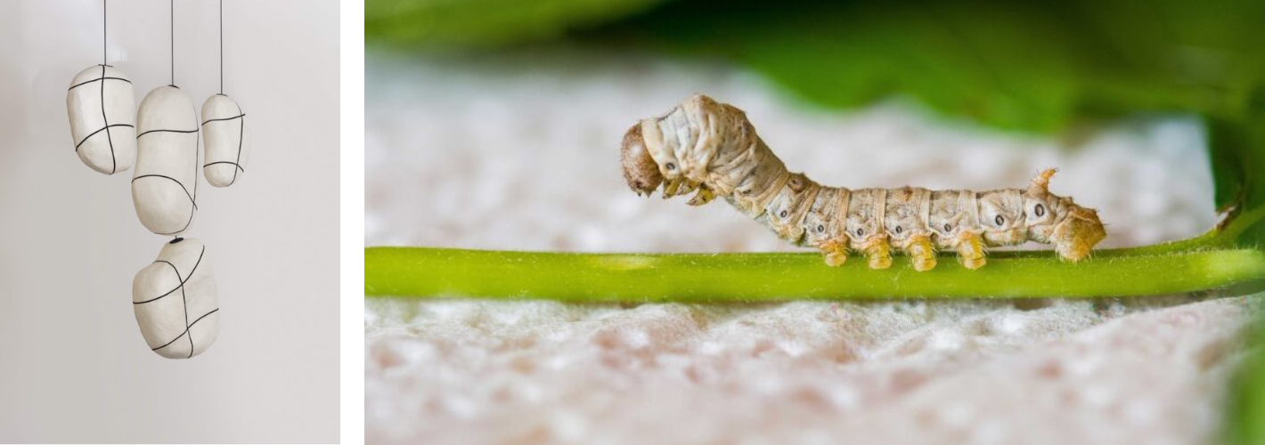 Séricyne : la soie naturelle non tissée qui relance la sériciculture française