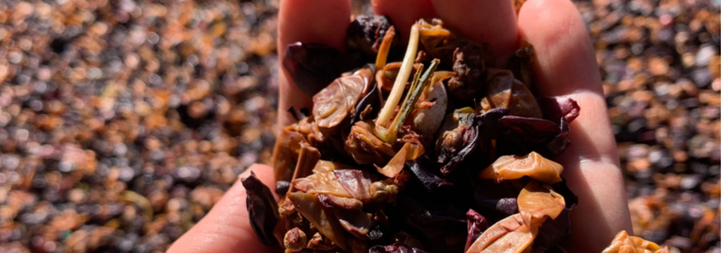 Planet of the Grapes: biomaterials made from grapes