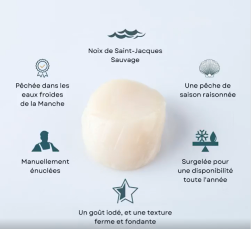 NOIX de ST JACQUES Normandie Pecten Maximus 17/25 par livre