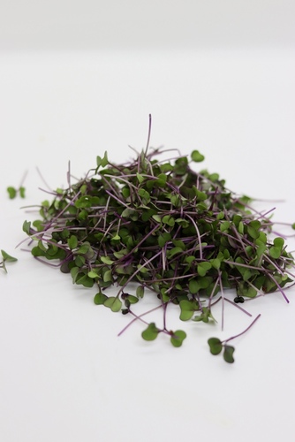 Micro-pousses aromatiques