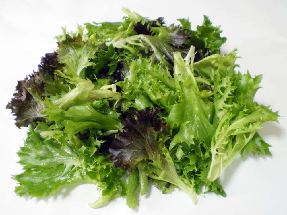 Salade "Multi-feuilles"